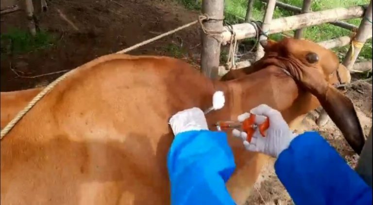 Kế hoạch quốc gia phòng, chống bệnh viêm da nổi cục trên trâu, bò